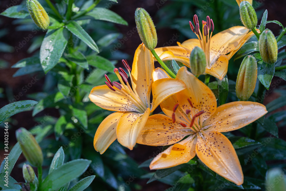 Fototapeta premium Asiatic lily or Asiatic lilies flower in garden at sunny summer or spring day..