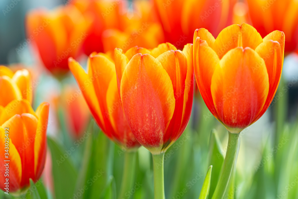 Tulip flower and green leaf background in tulip field at winter or spring day for decoration and agriculture concept design. Tulip flower and green leaf background in tulip field at winter or spring day for decoration and agriculture concept design.