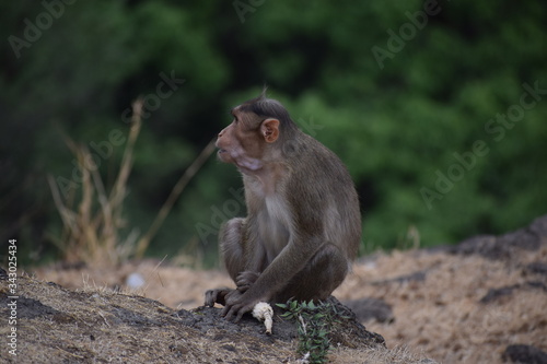 Monkey with baby © Prasad