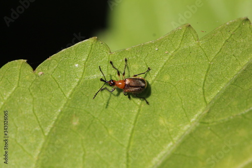 dreifarbiger Käfer in Sri Lanka © Detlev