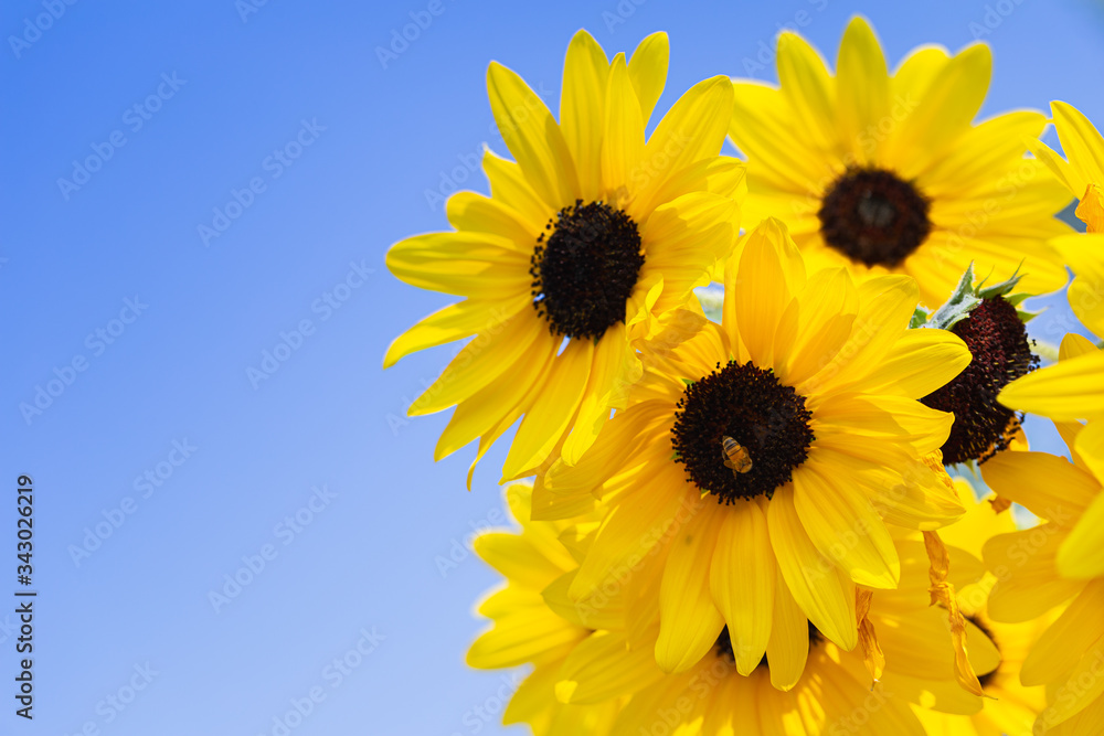 Sunflower in garden at sunny summer or spring day for decoration and agriculture design. Yellow flower. Sunflower in garden at sunny summer or spring day for decoration and agriculture design. Yellow flower.