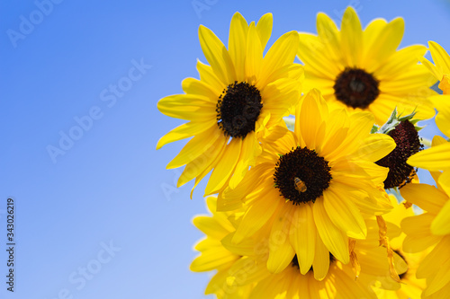 Sunflower in garden at sunny summer or spring day for decoration and agriculture design. Yellow flower.