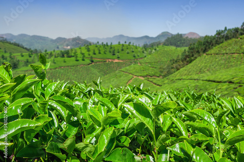 Green tea bud and fresh leaves close up on tea plantations in Munnar, India