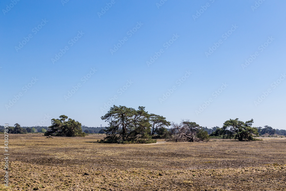 Typical landscape National Park De Hoge Veluwe The Netherlands Typical landscape National Park De Hoge Veluwe The Netherlands