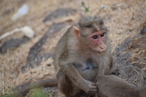 Monkey © Prasad