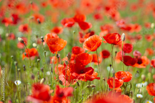 field of red poppies © venturus