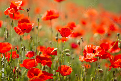 field of red poppies © venturus