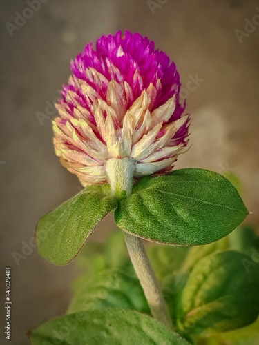 pink amaranth flower