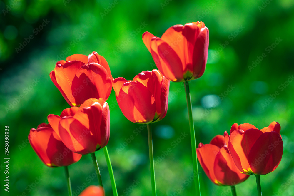 red tulips in the garden