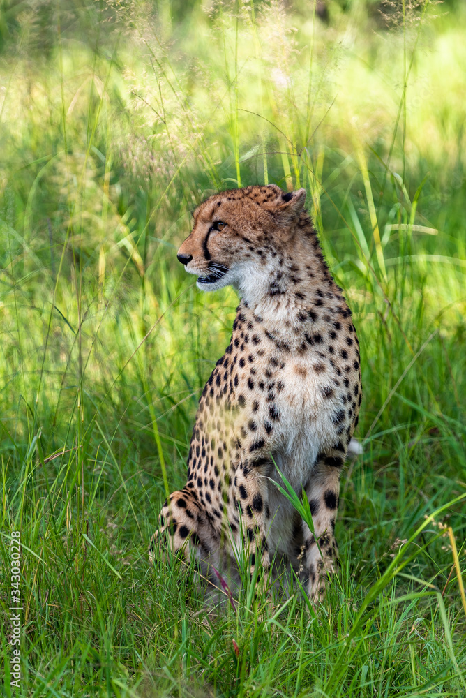 The Cheetah (Acinonyx jubatus) is a feline known as the fastest terrestrial animal. It's a slender long-legged animal with a yellowish, black-spotted fur coat. The Cheetah (Acinonyx jubatus) is a feline known as the fastest terrestrial animal. It's a slender long-legged animal with a yellowish, black-spotted fur coat.