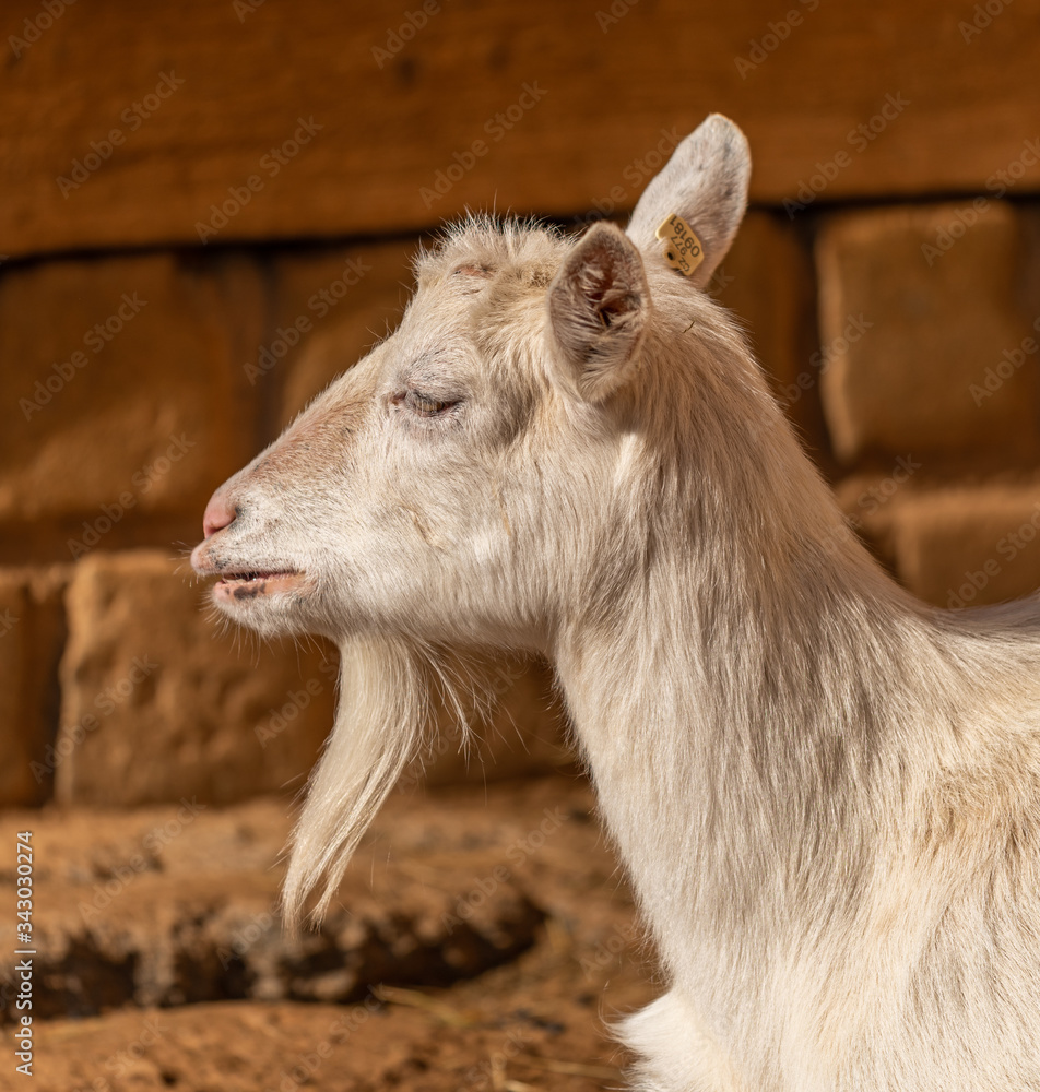 portrait of white goat laying on the ground portrait of white goat laying on the ground