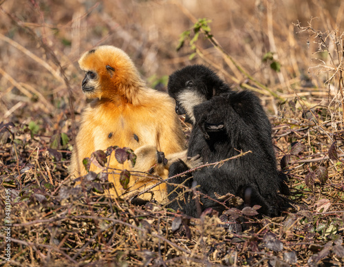 gibbons family with black father and golden mother and child sitting in bushes