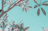 Vintage style toned frangipani tree in a garden with a space for text