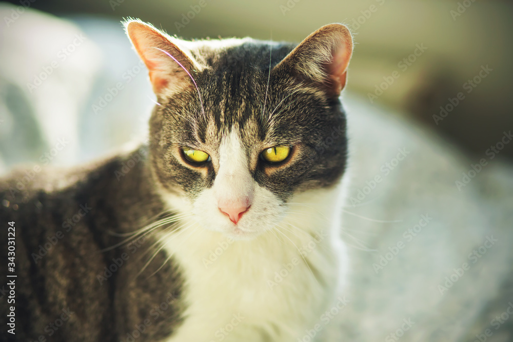 Portrait of a beautiful mongrel tabby domestic cat with yellow eyes and long mustache, illuminated by warm sunlight.