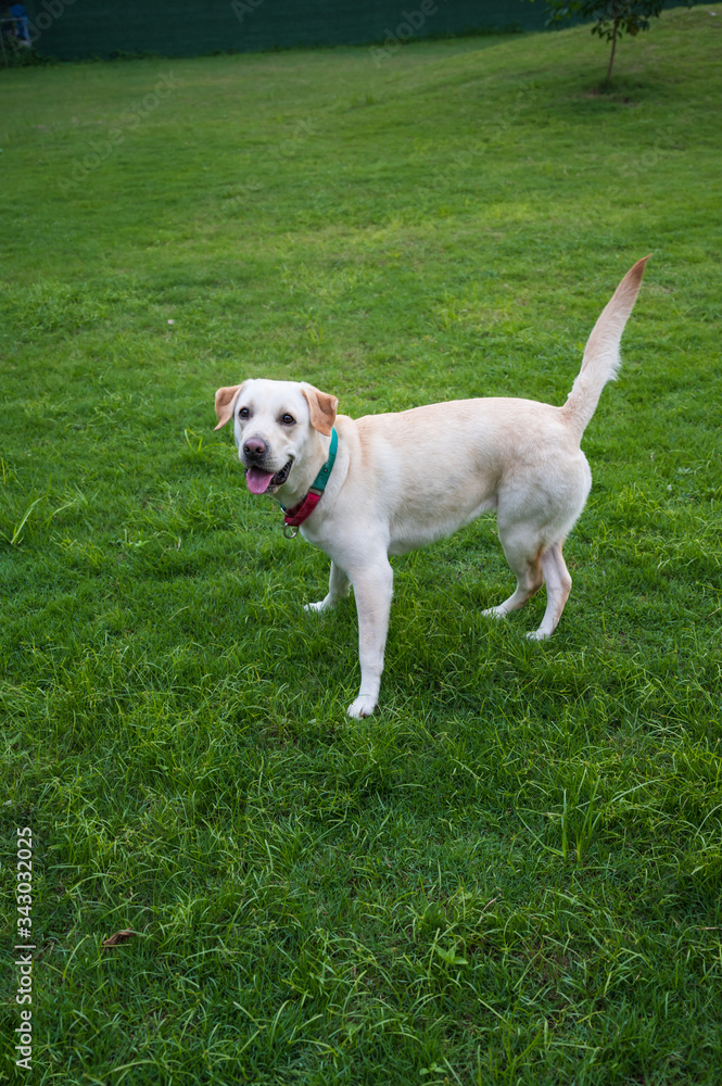 White Labrador playing in the park grass