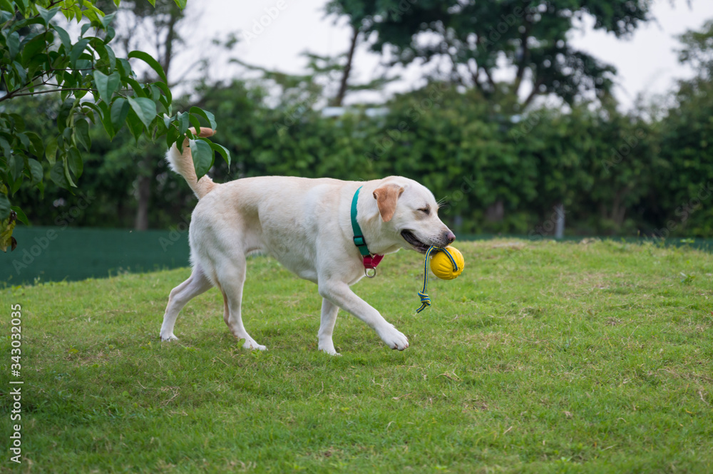White Labrador playing in the park grass