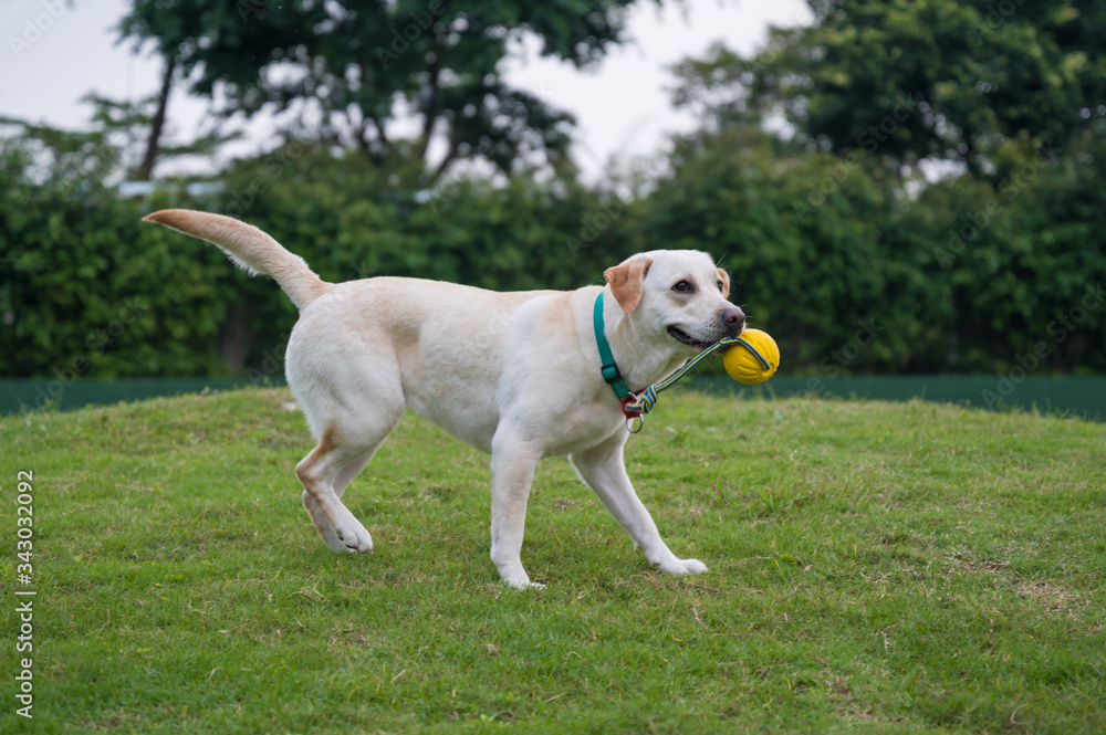 White Labrador playing in the park grass White Labrador playing in the park grass