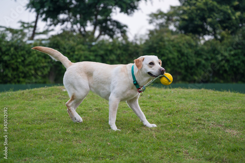 White Labrador playing in the park grass