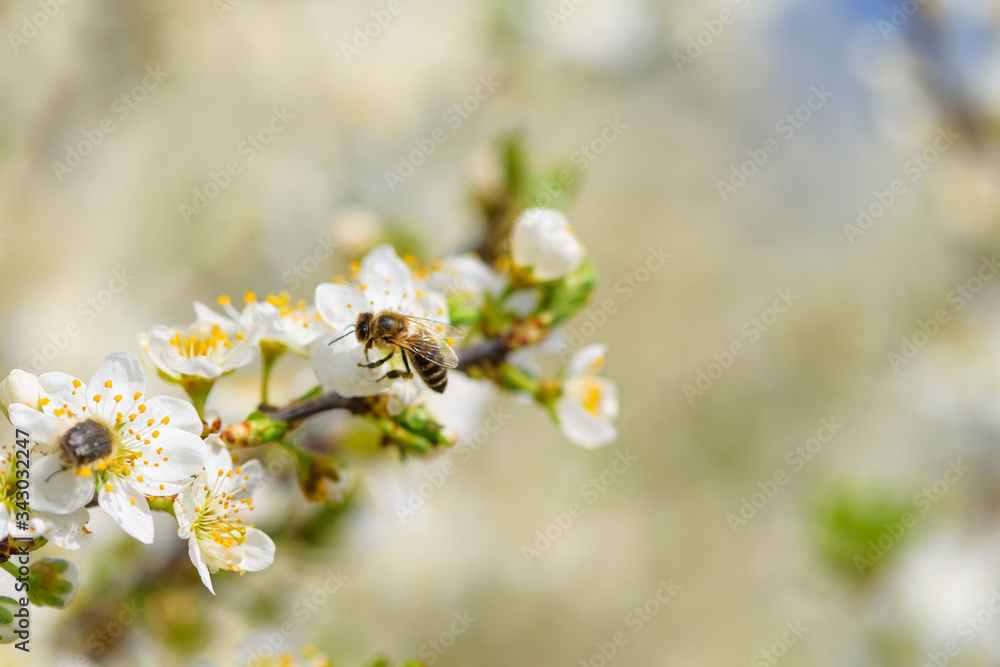 blooming spring tree against the blue sky . white cherry flowers are illuminated by the sun.