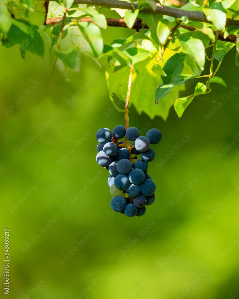 Blaue Weintrauben im Sonnenlicht an der Weinrebe. Blaue Weintrauben im Sonnenlicht an der Weinrebe.
