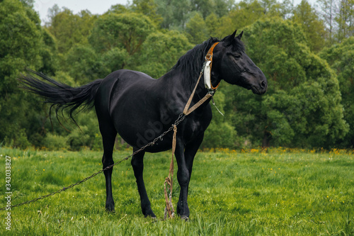 domestic animal portrait in green grass field on sunless summer day. Beautiful black horse tied up with metal chain leash looking to the side. Rural scene.Farm animal on pasture.Horizontal layout