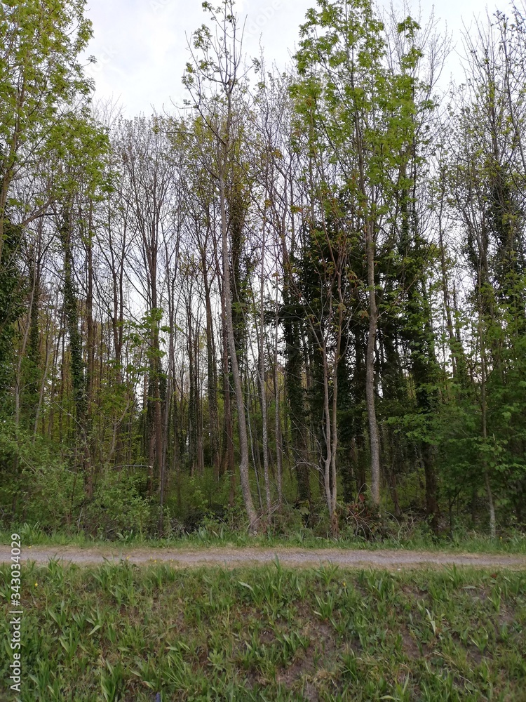 Obraz premium trees in the forest