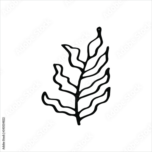 Vector doodle illustration. Simple mono linear modern design. Water plant, seaweed. Black and white botanical illustration. 