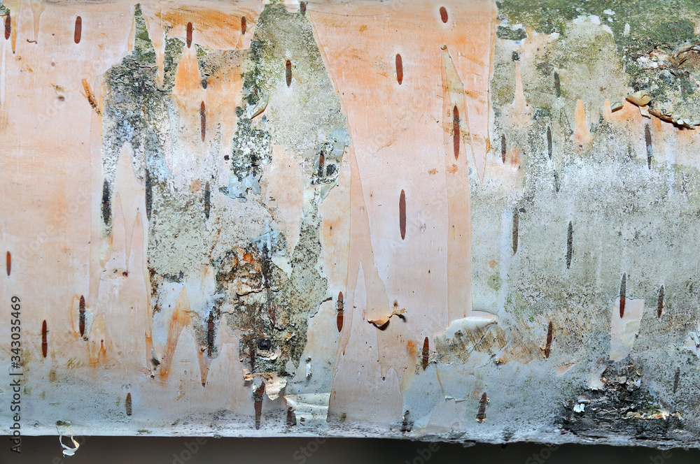 The surface of birch bark The surface of birch bark