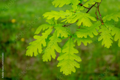 green young sping leaves of an oak tree