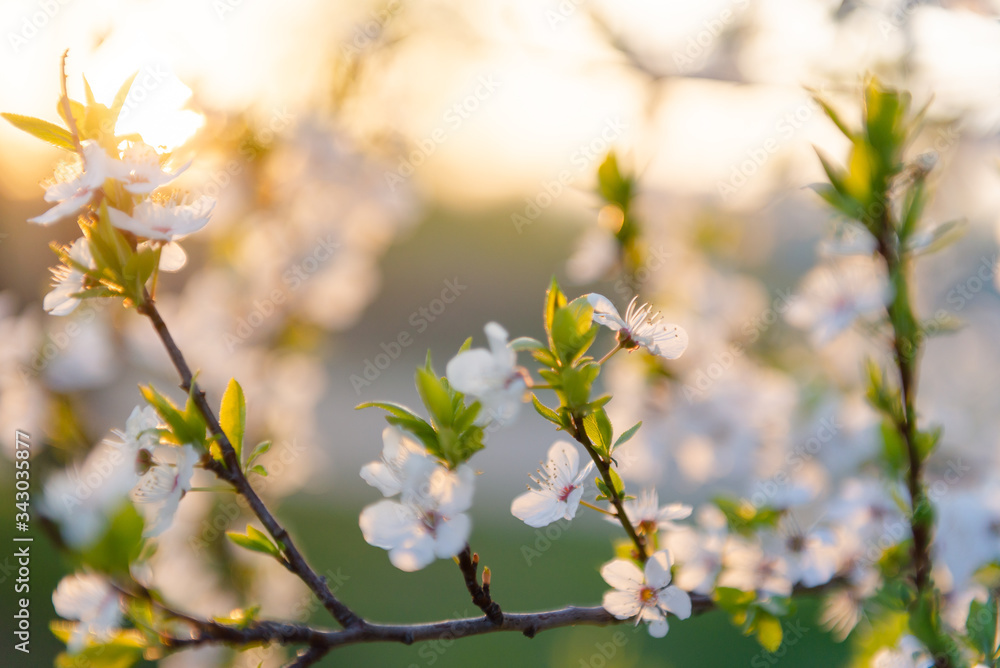 Flowering branch of fruit tree. Cherry blossomed in the spring. Flowering branch of fruit tree. Cherry blossomed in the spring.