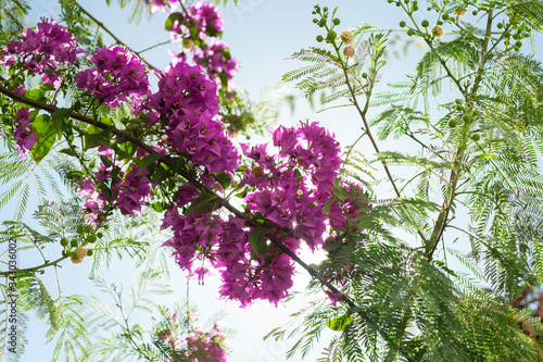 Pink, violet Bougainvillea flowers, Mimosa, green leaves, spring blossom on sunny day light.
