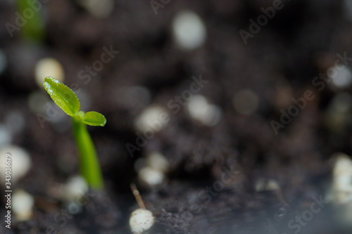 Green Lemon sprout growing from the ground