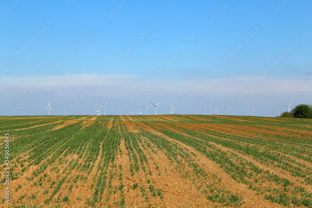 Spring landscape with a field with green shoots