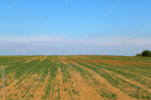 Spring landscape with a field with green shoots
