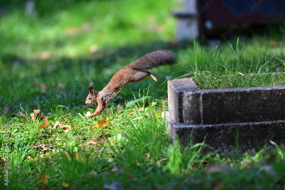 Fototapeta premium Eurasian red Squirrel runs around the leaves in autumn and looks for food