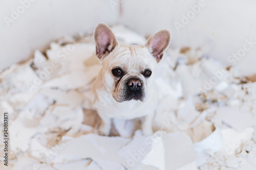 Dog is helping to renovate house