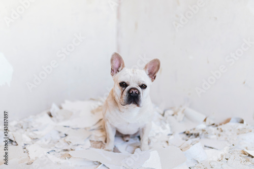 Dog is helping to renovate house