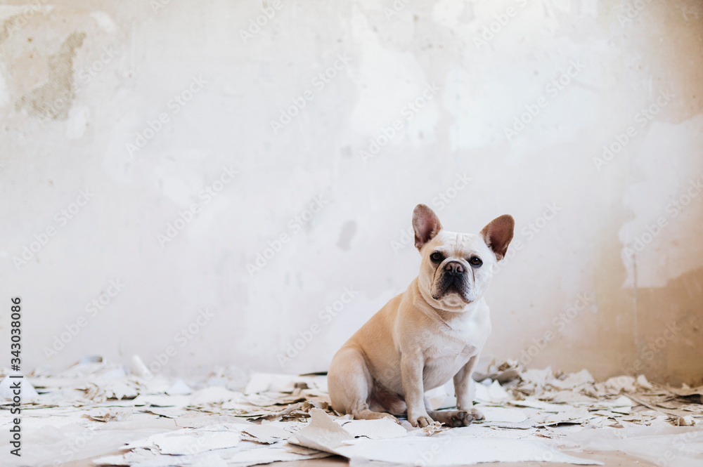 Dog is helping to renovate house Dog is helping to renovate house