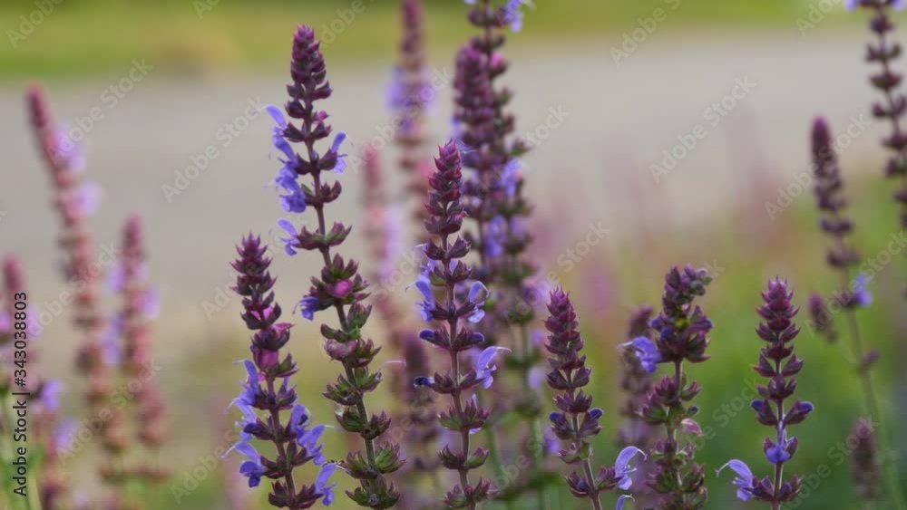 Beautiful blooming lavender flowers in the wild in the fields. Beautiful blooming lavender flowers in the wild in the fields.