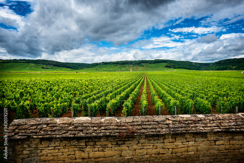 Hills covered with vineyards in the wine region of Burgundy, France photo