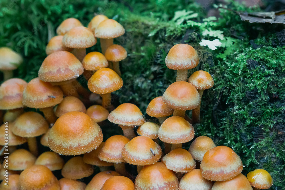 group of honey agaric on a stump. Armillaria, mellea close up group of honey agaric on a stump. Armillaria, mellea close up