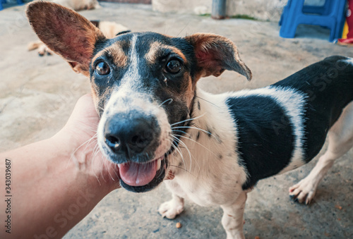 Canvastavla Close-up of male hand petting stray dog in pet shelter
