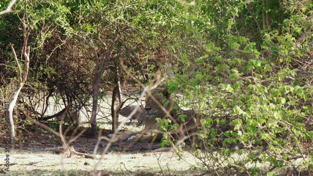 A Lioness Resting Under The Bush Tree In Ihaha Campsite, Chobe National Park, Botswana With Its Cubs Walking - medium shot A Lioness Resting Under The Bush Tree In Ihaha Campsite, Chobe National Park, Botswana With Its Cubs Walking - medium shot