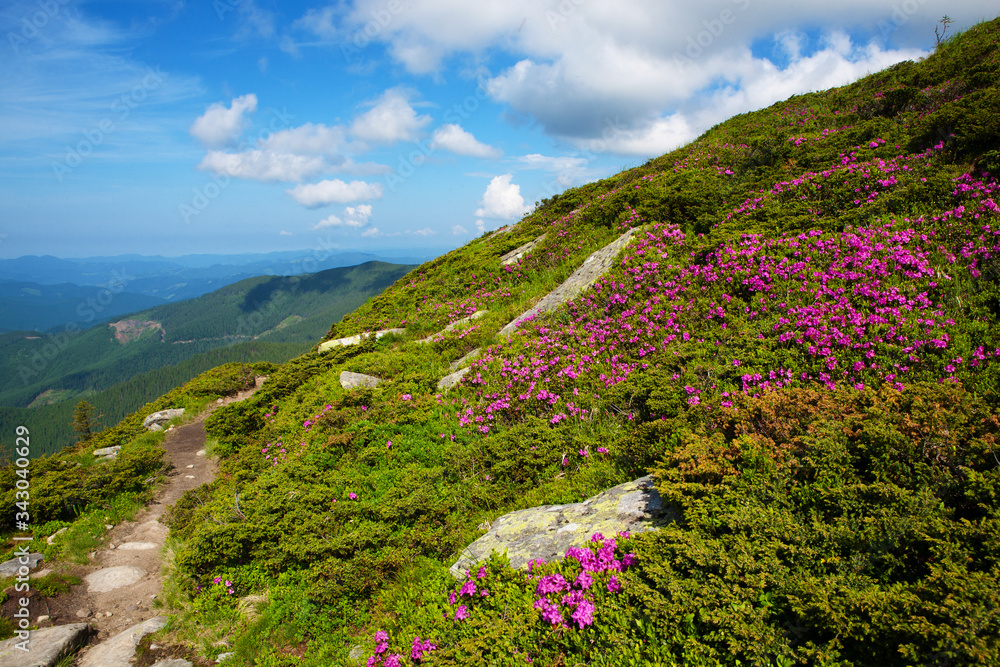 Fototapeta premium Blooming rhododendron in the Eastern Carpathians