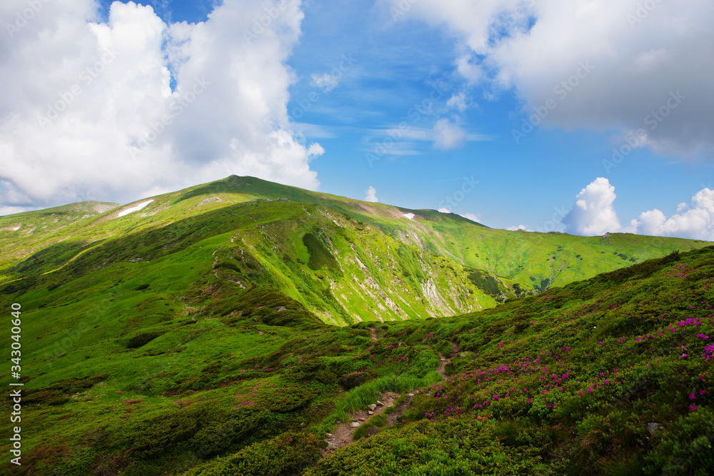 Fototapeta premium Blooming rhododendron in the Eastern Carpathians