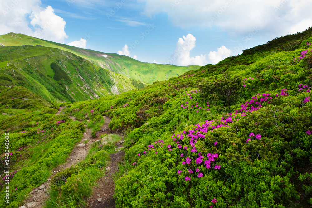 Blooming rhododendron in the Eastern Carpathians Blooming rhododendron in the Eastern Carpathians