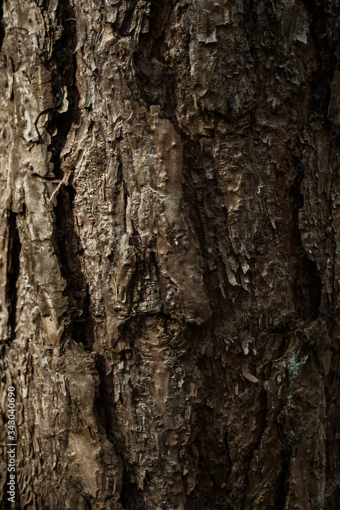Old Wood Tree Texture Background Pattern Old Wood Tree Texture Background Pattern