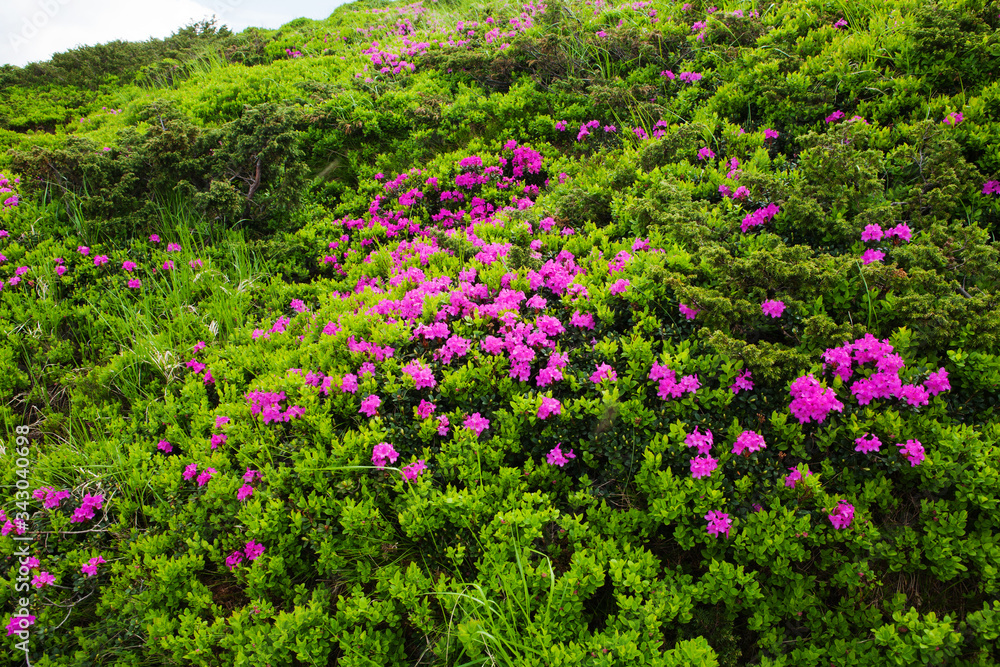 Blooming rhododendron in the Eastern Carpathians