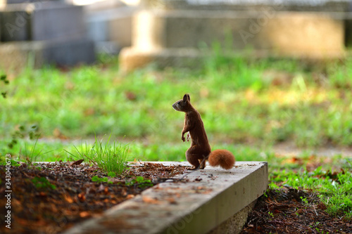 Eurasian red Squirrel is jumping among the graves at the cemetery in the park