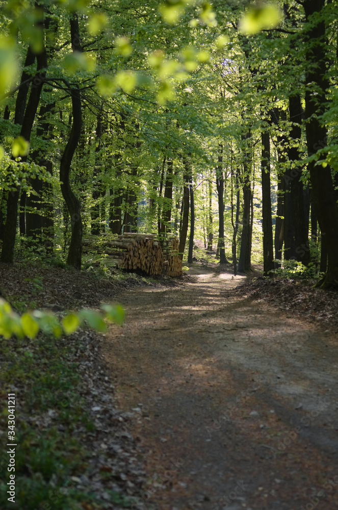 Fototapeta premium waldweg